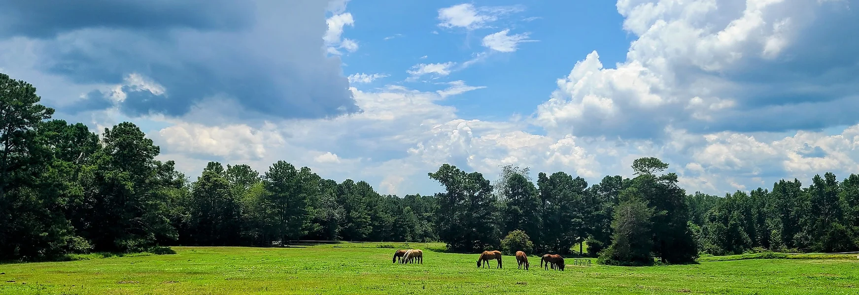 Panoramic view of horses in pasture