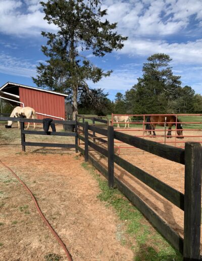 Feeding time on the ranch